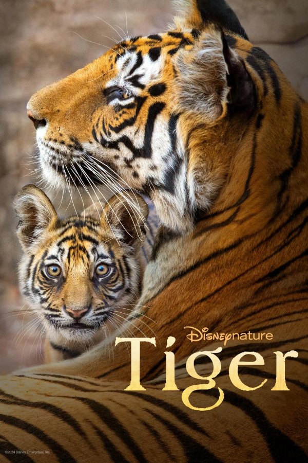 Тигр